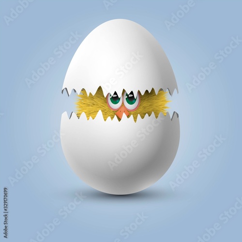 Yellow fluffy chicken hatched from a white egg