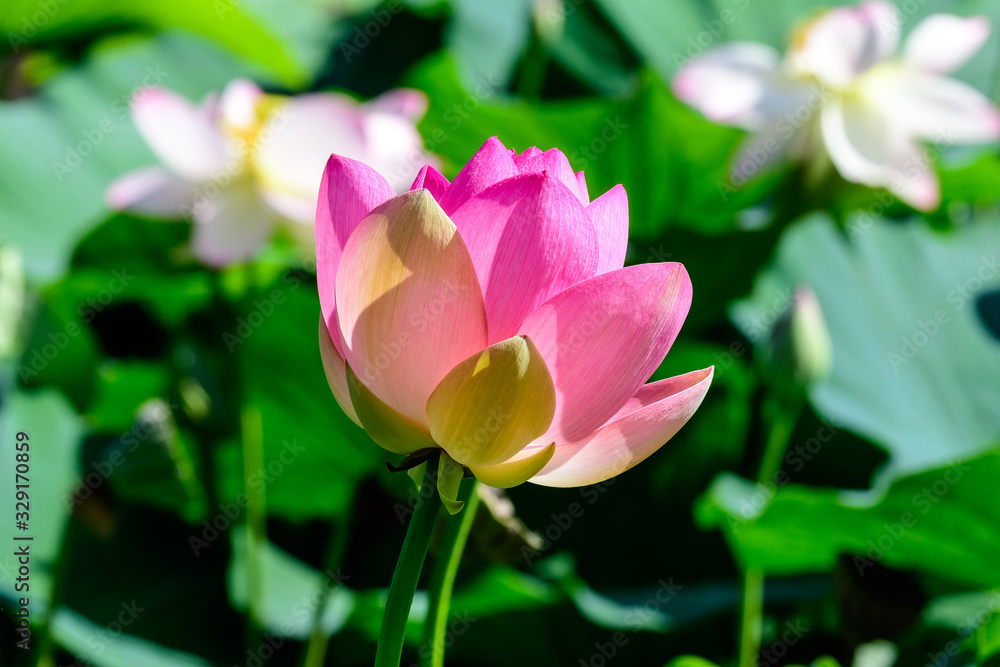 Close up of one delicate white pink water lily flower (Nymphaeaceae) in full bloom on a water surface in a summer garden, beautiful outdoor floral background photographed with soft focus Close up of one delicate white pink water lily flower (Nymphaeaceae) in full bloom on a water surface in a summer garden, beautiful outdoor floral background photographed with soft focus