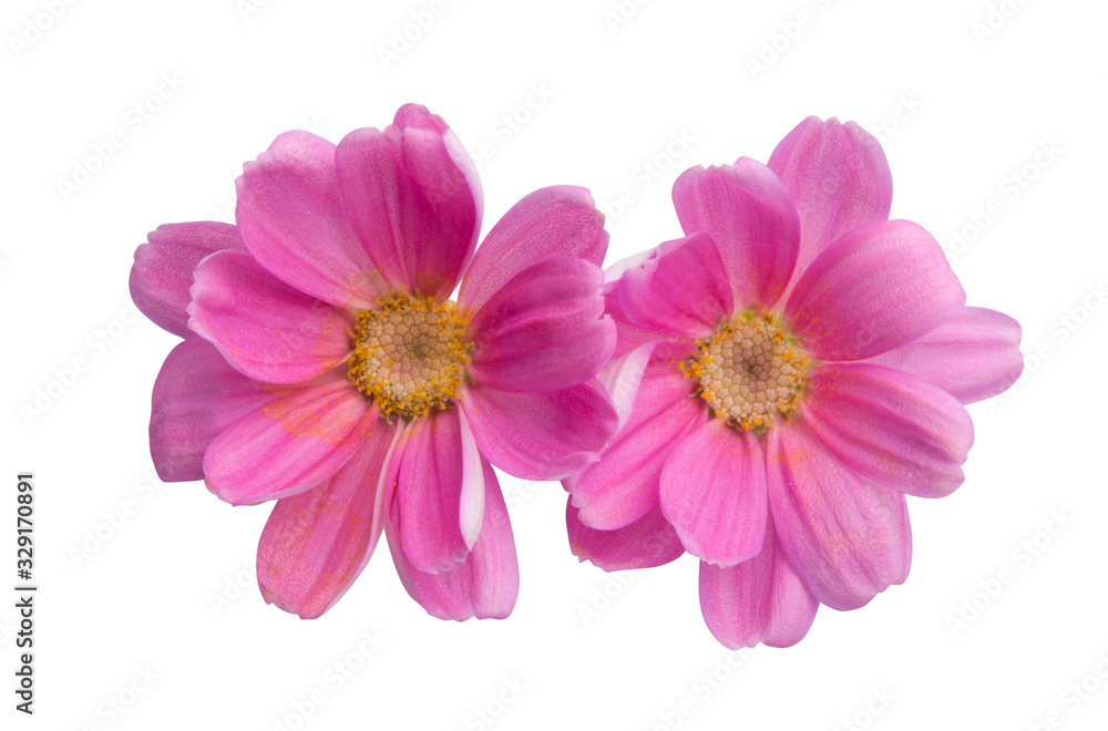 pink pericallis isolated