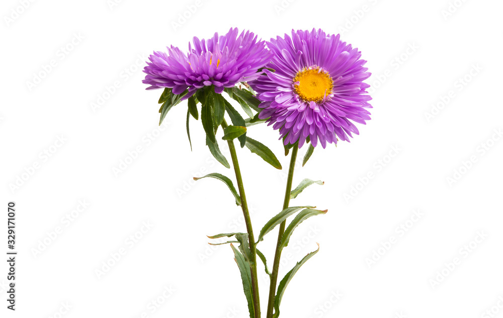 aster flower isolated aster flower isolated