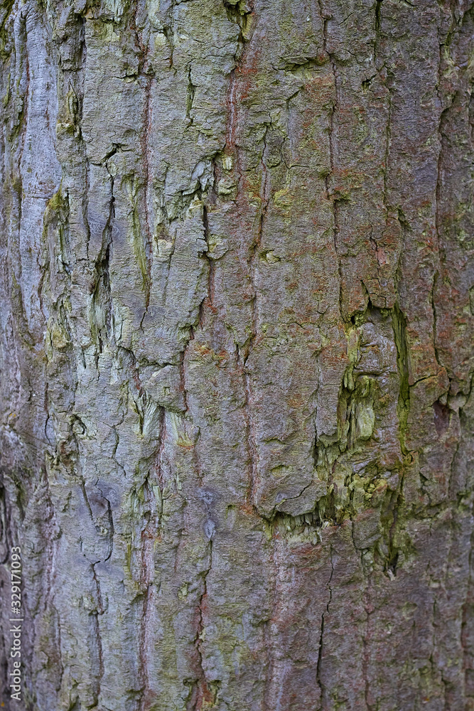 Fototapeta premium tree bark with yellow and green moss in spring time close-up