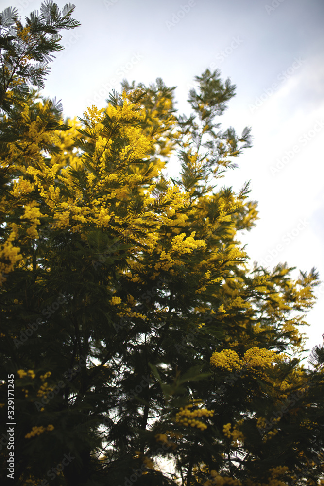 Obraz premium Spring on the Cote d'Azur is a yellow bush of blooming mimosa.