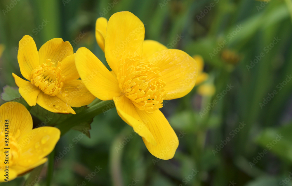 Beautiful bright yellow flowers of the water loving plant Caltha palustris, in close up in a natural outdoor setting. With copyspace to right. Beautiful bright yellow flowers of the water loving plant Caltha palustris, in close up in a natural outdoor setting. With copyspace to right.