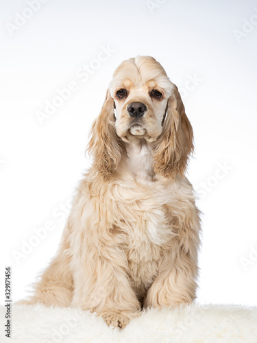 Schilderij op canvas American cocker spaniel dog portrait in a studio with white backgorund