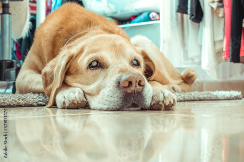 old, blind dog lying on the floor of the dressing room photo