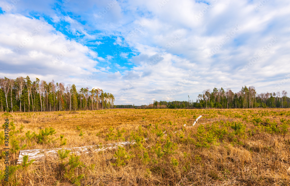 Russia, Balashikha, New forest plantations from pines. March 2020