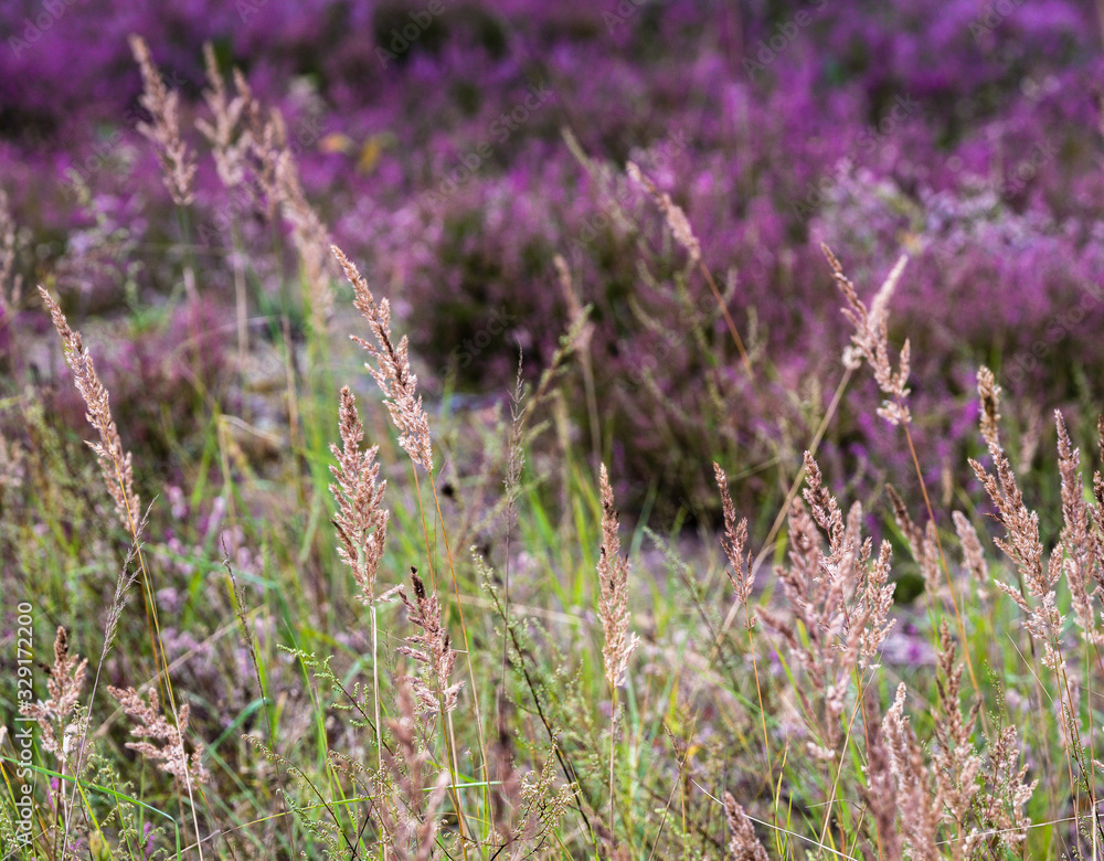 grass bents in close-up. sharpness to some places. there is a heather purple on the back blurry background.