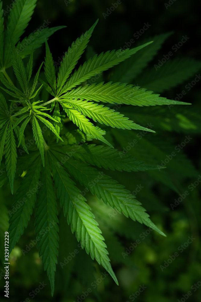 A sunbeam illuminates a cannabis plant. A thickets marijuana plant on a dark background. Selective focus. A sunbeam illuminates a cannabis plant. A thickets marijuana plant on a dark background. Selective focus.