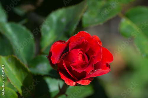 Red rose on blured green background