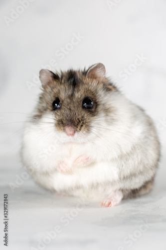 hamster on the grey background