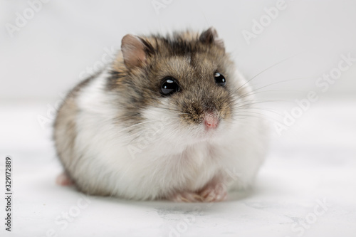 hamster on the grey background photo