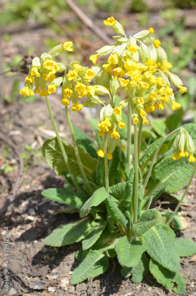 Close up of light yellow flowers of primula plant also known as cowslip or common cowslip primrose  in a sunny spring garden, beautiful outdoor floral background