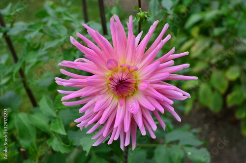Close up of one beautiful large vivid pink dahlia flower in full bloom on blurred green background, photographed with soft focus in a garden in a sunny summer day