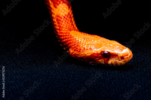 The corn snake (Pantherophis guttatus) is a North American species of rat snake that subdues its small prey by constriction.
