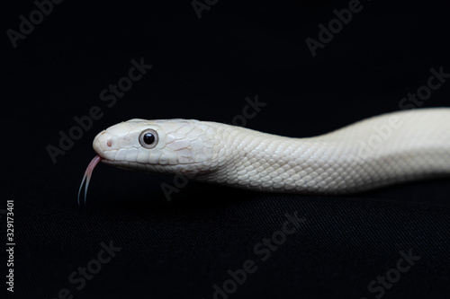 The Texas rat snake (Elaphe obsoleta lindheimeri ) is a subspecies of rat snake, a nonvenomous colubrid found in the United States, primarily within the state of Texas. photo