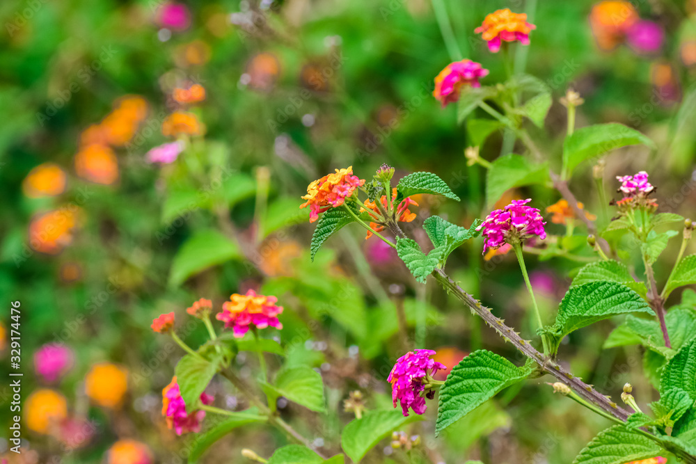 Small lantana flowers grouped in an inflorescence called a corymb. Defocused background. Lantana flowers in corymb of vibrant colors: yellow, red and lilac. Small lantana flowers grouped in an inflorescence called a corymb. Defocused background. Lantana flowers in corymb of vibrant colors: yellow, red and lilac.