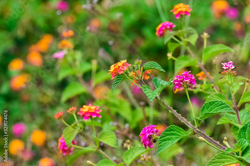 Photography Small lantana flowers grouped in an inflorescence called a corymb