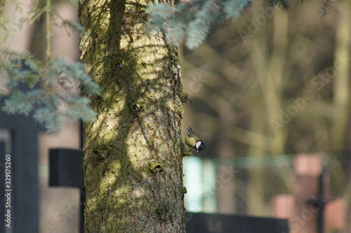 Fototapeta Naklejka Na Ścianę i Meble -  Sikora ,sikora na drzewie