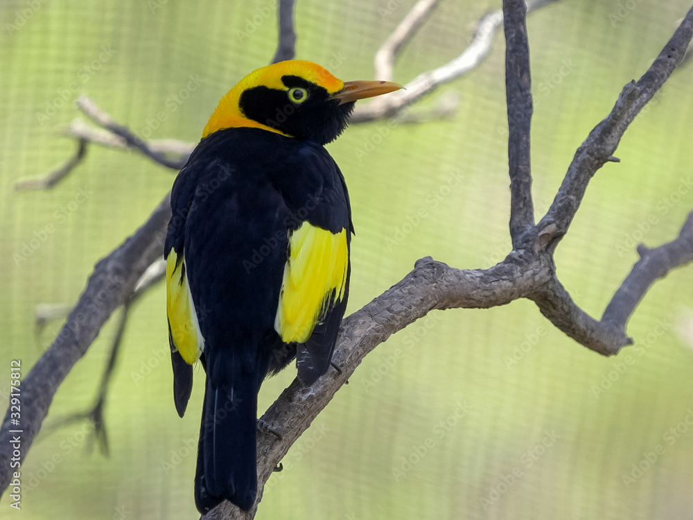 Fototapeta premium close up of a regent bowerbird in a walk-in avairy