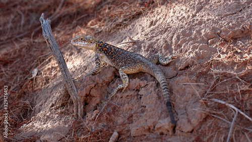 Lizard among the red rocks. Agama of Stoliczka (lat. Laudakia stoliczkana) is a lizard from the genus of Asian mountain agams. photo