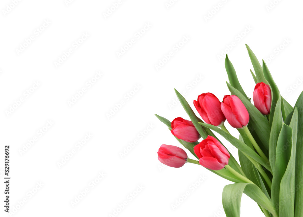 Close-Up Of Red Tulips Flowers Against White Background. Close-Up Of Red Tulips Flowers Against White Background.