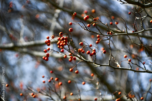 Orange berries in tree with blkurred background during early spring