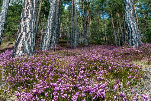 heather flowers or erica vulgaris in a forest near Leoben, Styria, Austria in spring
