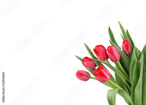 Close-Up Of Red Tulips Flowers Against White Background.