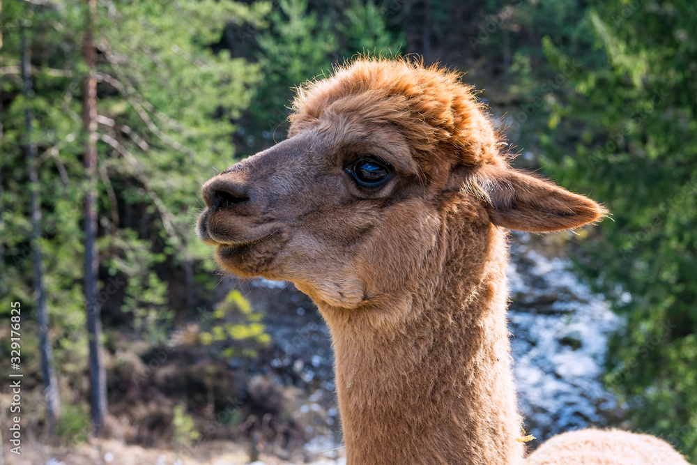 brown alpaca head with a forest in the background