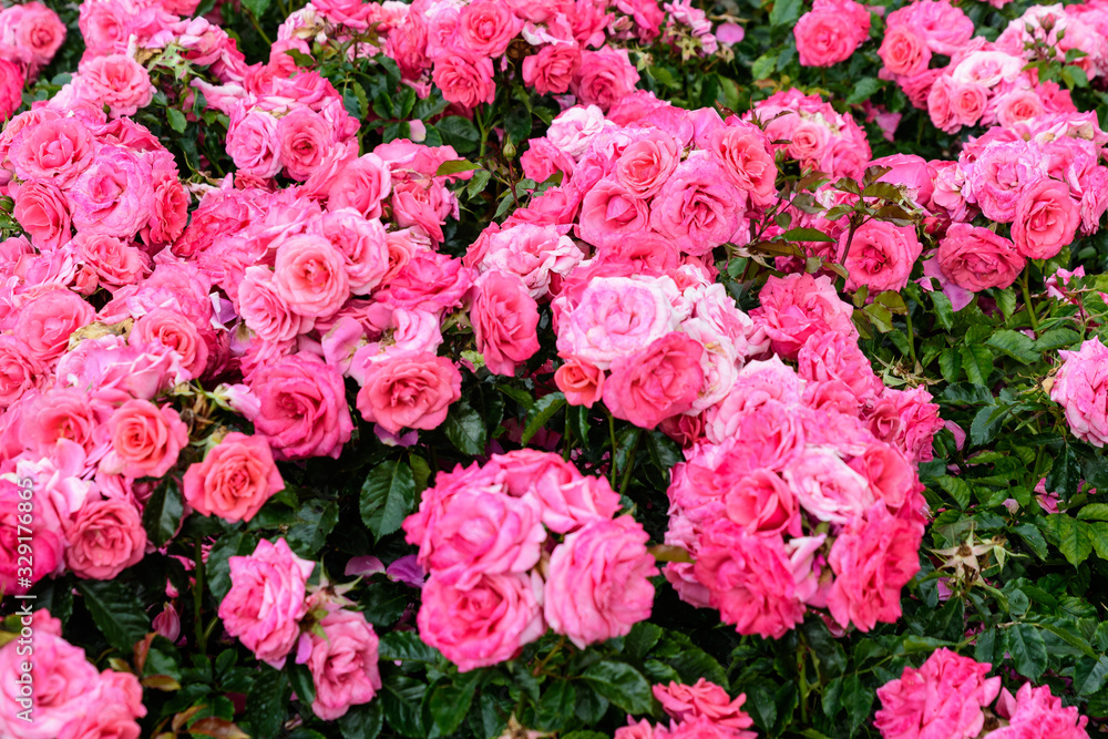 Large green bush with fresh vivid pink roses and green leaves in a garden in a sunny summer day, beautiful outdoor floral background photographed with soft focus Large green bush with fresh vivid pink roses and green leaves in a garden in a sunny summer day, beautiful outdoor floral background photographed with soft focus