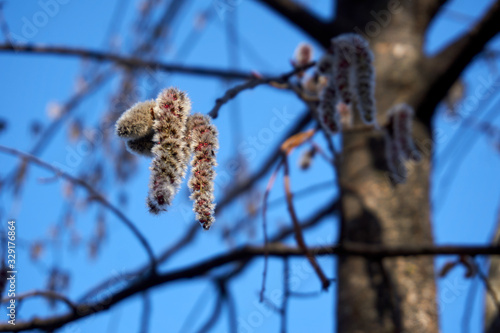 Spring earring and sky photo