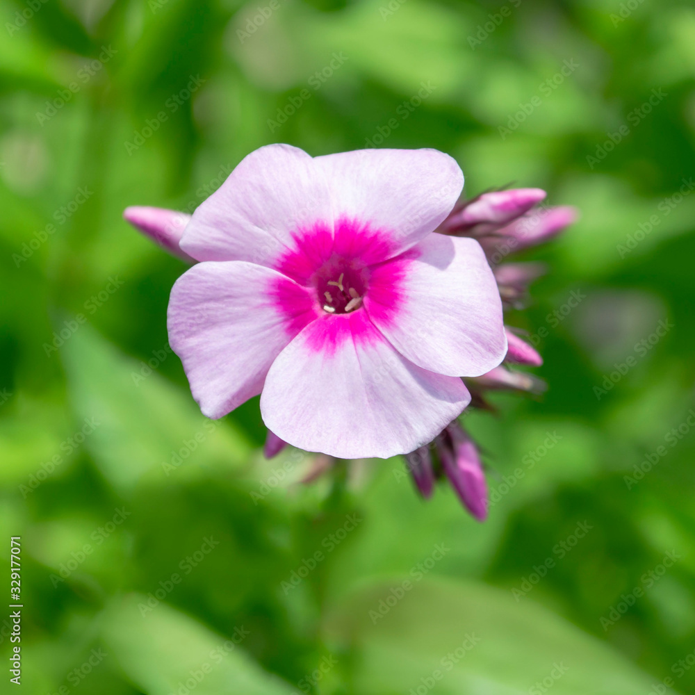 A single flower of pink fiber on the background of greenery. Selective focus. Phlox. A single flower of pink fiber on the background of greenery. Selective focus. Phlox.