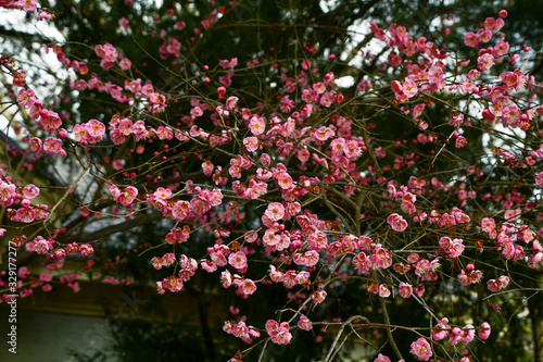 Beautiful pink flower blossoms and branches © Charles