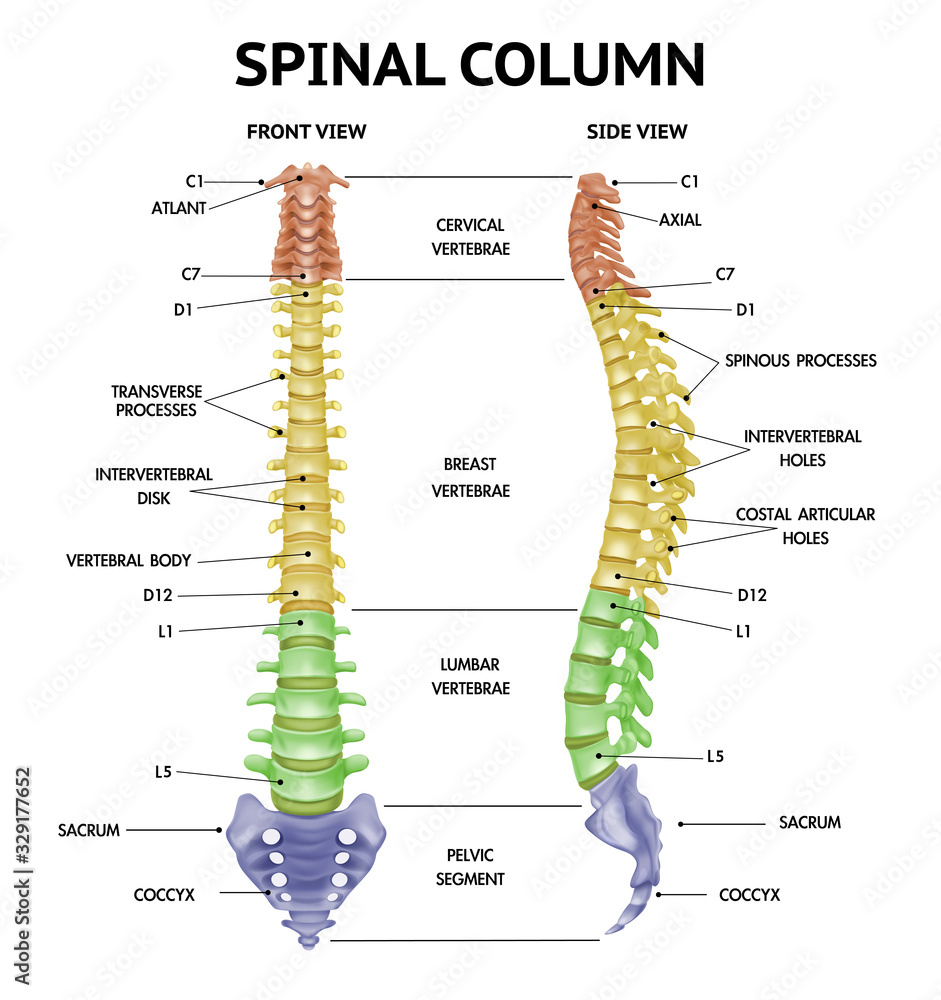 Spine Anatomy Realistic Chart  - obrazy, fototapety, plakaty 