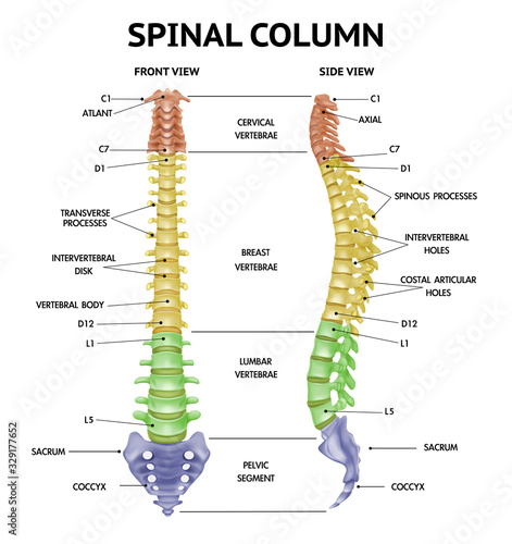 Spine Anatomy Realistic Chart 