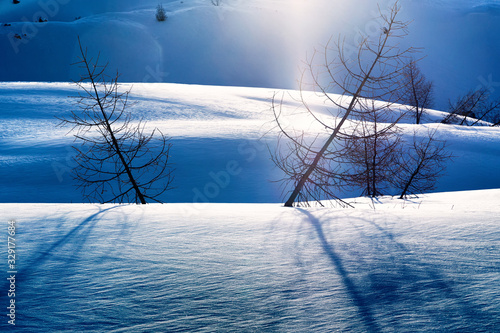 Trees in the snow on the mountain slopes and their shadows. Landscape in the backlight. Larches in winter. The Dolomite Alps, Italy. 