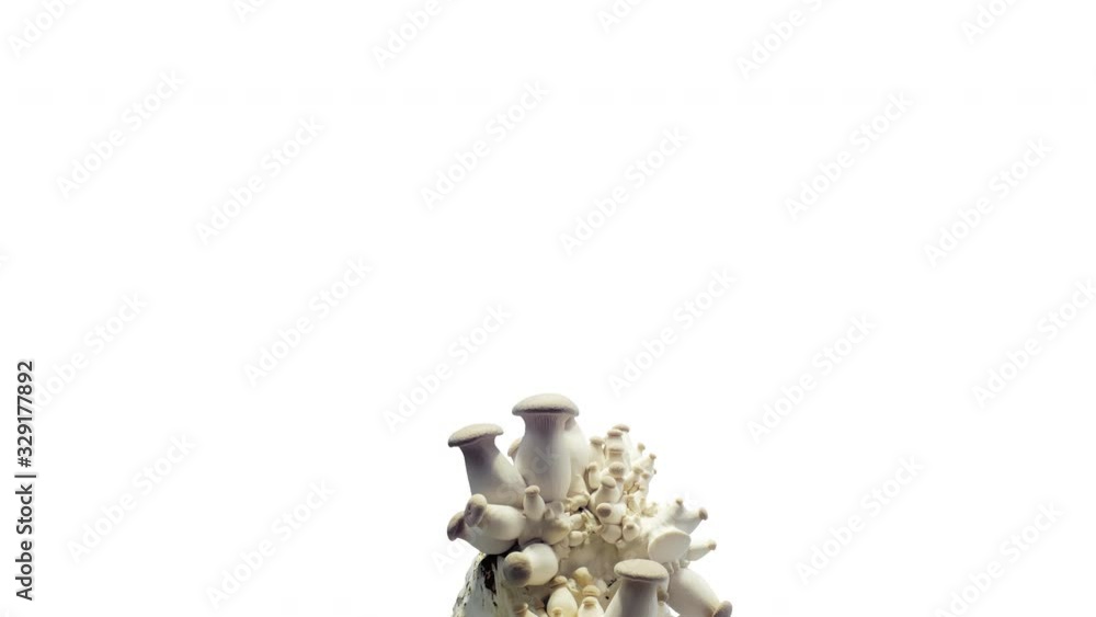 King trumpet mushroom (Pleurotus eryngii) Mushroom growth time lapse during the week on a white background King trumpet mushroom (Pleurotus eryngii) Mushroom growth time lapse during the week on a white background