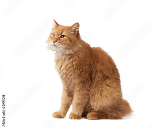 adult fluffy red cat sits sideways  cute face