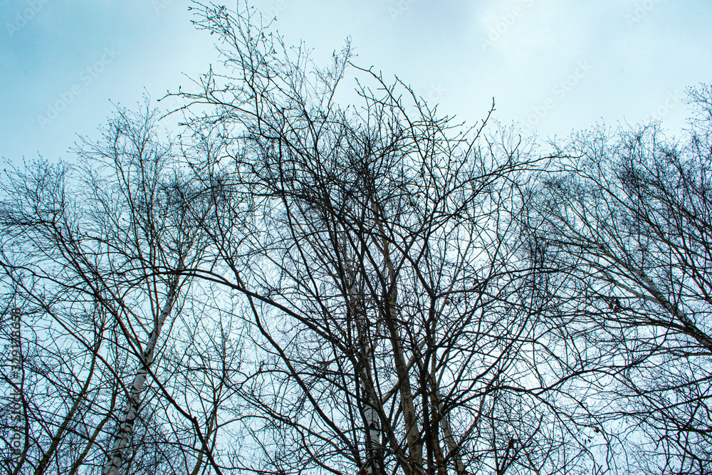 trees without leaves against a blue sky trees without leaves against a blue sky