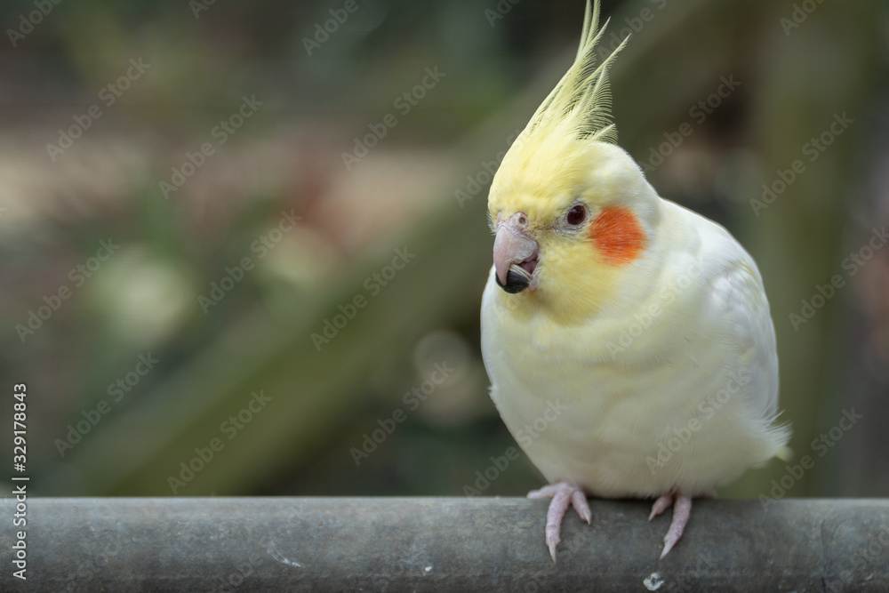 Fototapeta premium A Pet Cockatiel Sitting on a Fence with Seed in its Mouth, Close Up Selective Focus