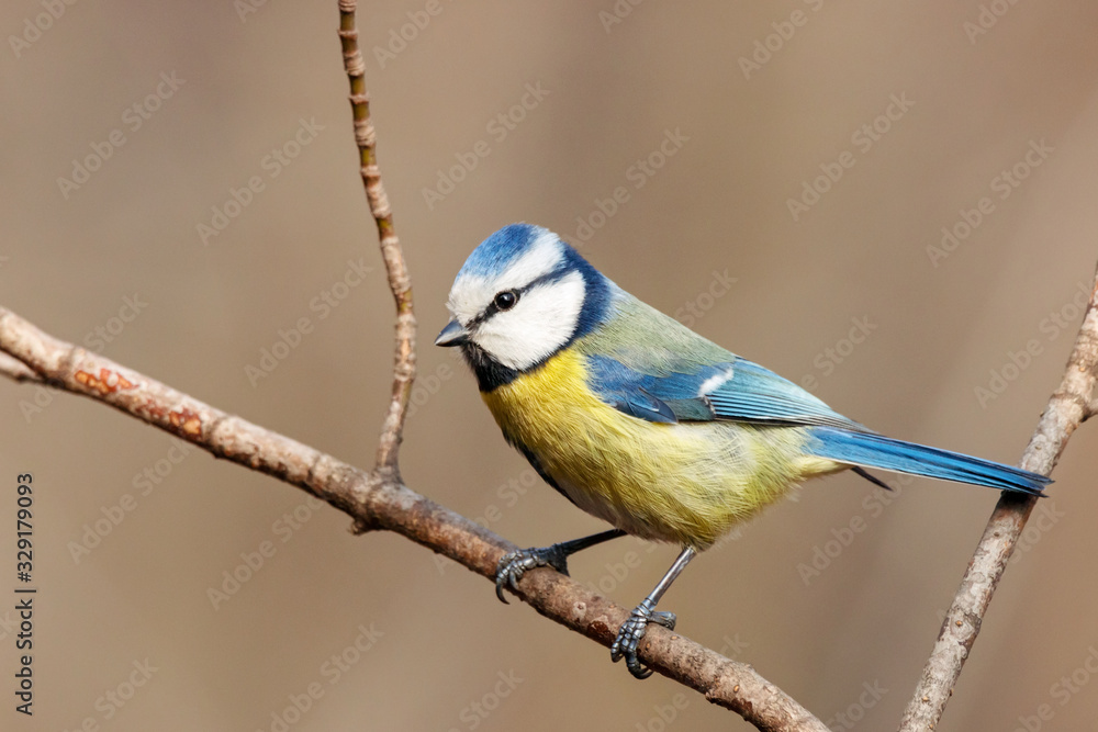 Blue tit cyanistes caeruleus sitting on branch of bush portrait. Cute bright common little yellow songbird in wildlife. Blue tit cyanistes caeruleus sitting on branch of bush portrait. Cute bright common little yellow songbird in wildlife.