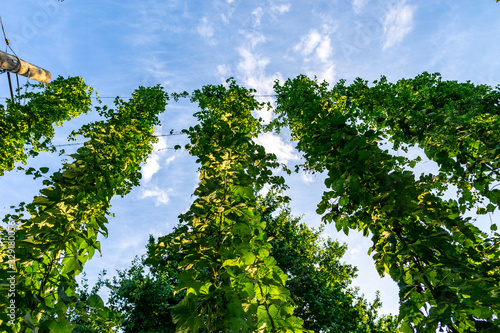 Green hops field. Fully grown hop bines. Hops field in Bavaria Germany. Hops are main ingredients in Beer production