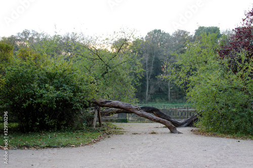 blick auf einen besonders gewachsenen baum im park in Dresden Sachsen Deutschland © BMFotos