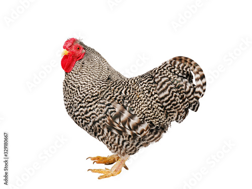 Canvas Print Bantam isolated against a white background