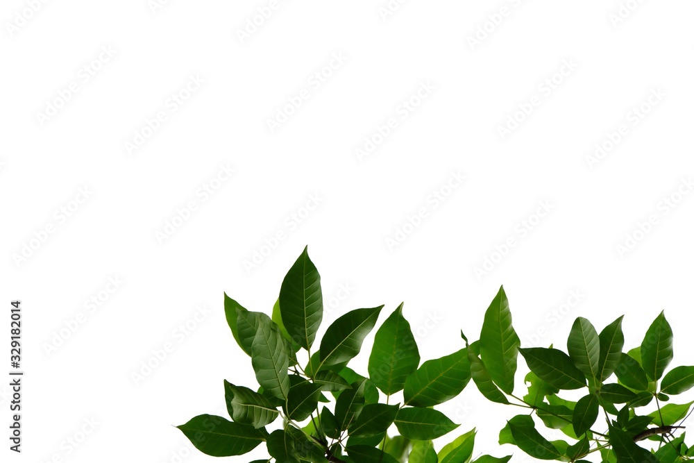 Tropical tree leaves with branches on white isolated background for green foliage backdrop Tropical tree leaves with branches on white isolated background for green foliage backdrop