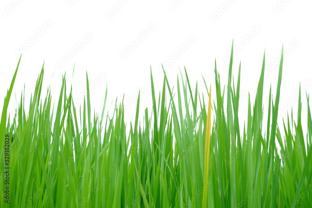Wild grass plant leaves on white isolated background for green foliage backdrop Wild grass plant leaves on white isolated background for green foliage backdrop