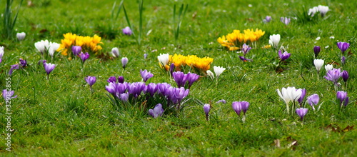 Lila, gelbe, weiße Krokusse im Frühling auf einer Wiese