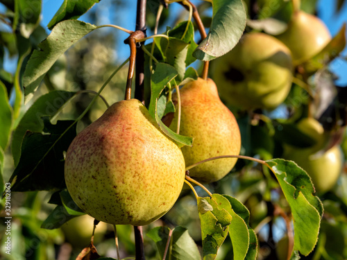 ripe pears in the summer garden