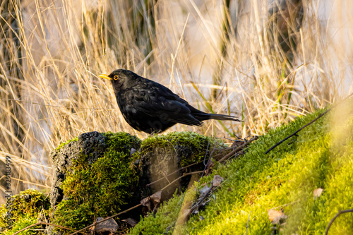 crow on tree