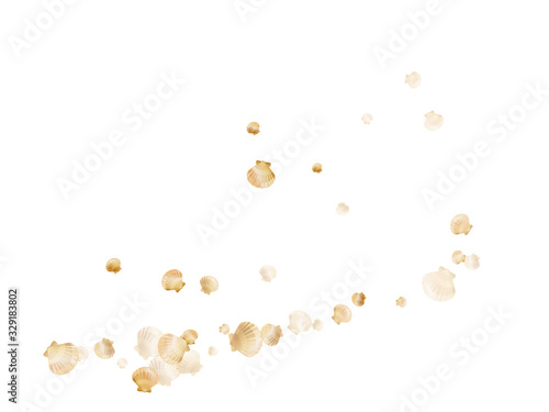 Gold seashells vector, golden pearl bivalved mollusks.